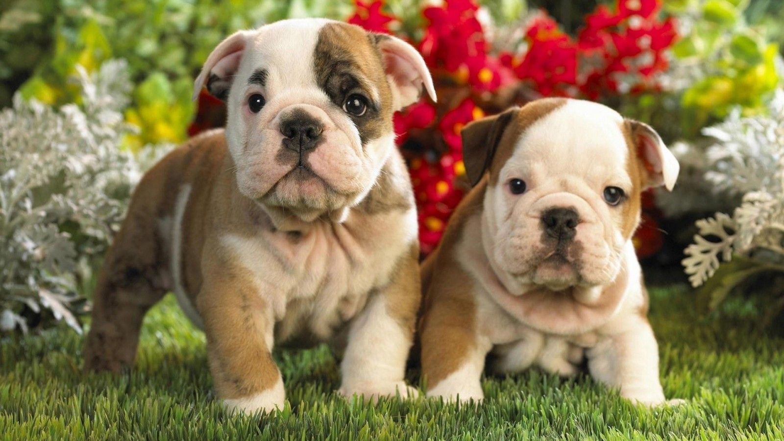 Cute Pitbull Puppies Wallpaper Backgrounds - wallpaper