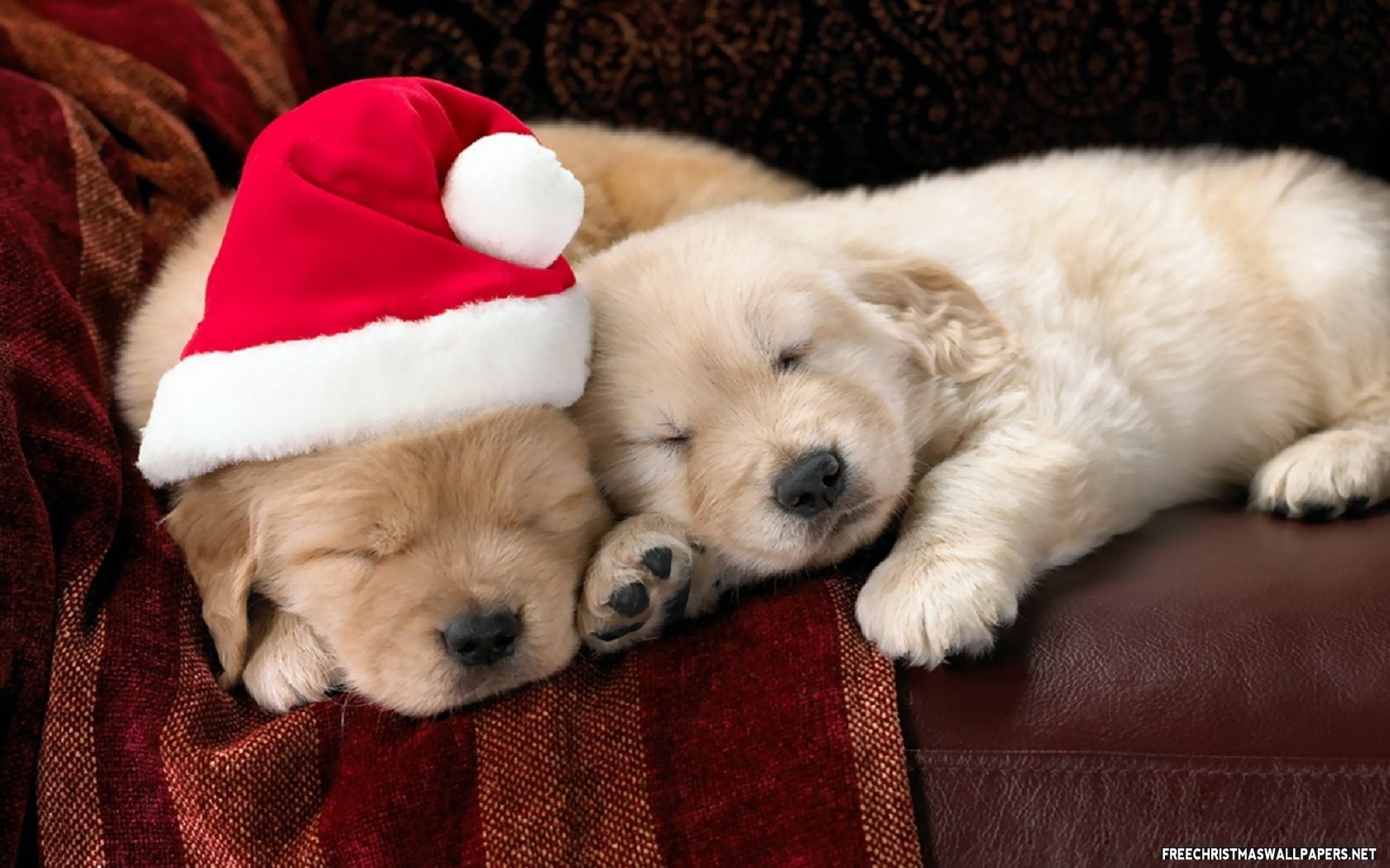 Cute Christmas Puppies Wallpaper