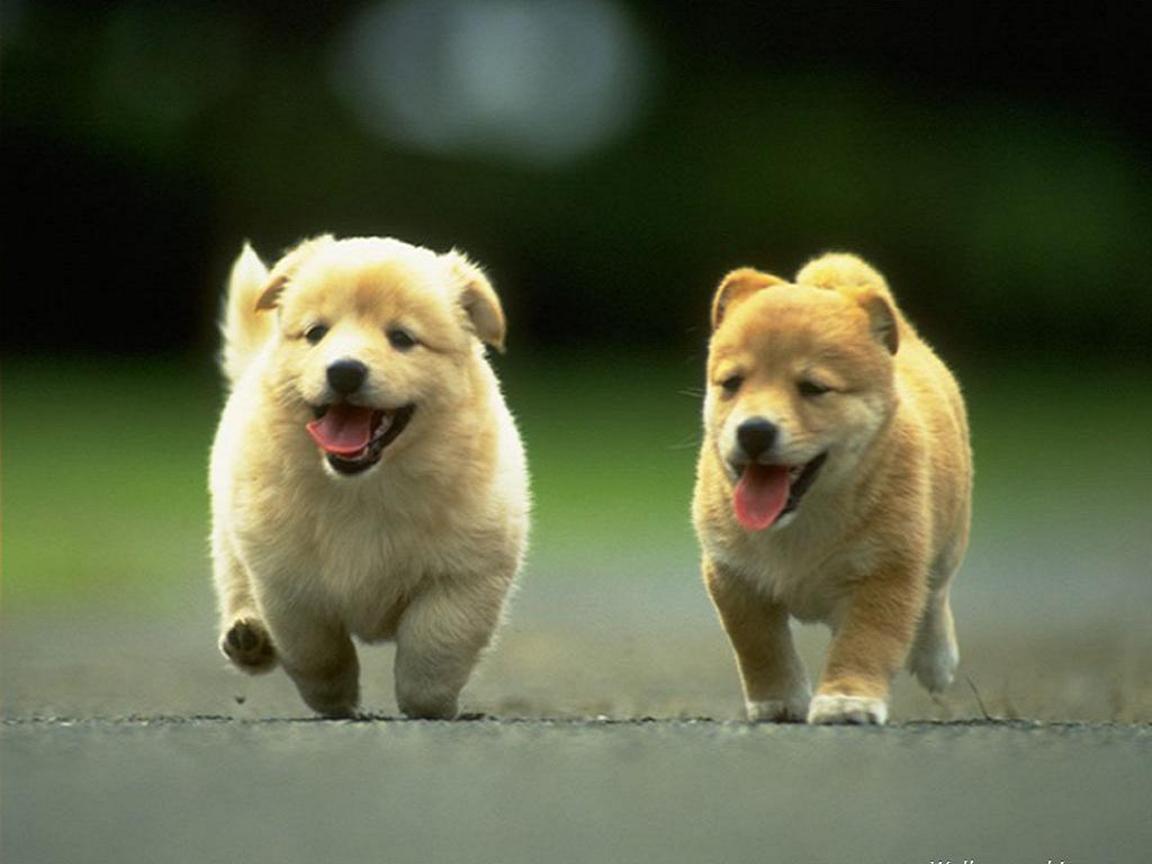 Animal Wallpapers Dogs Cute Puppies. Cute Dogs Wallpaper Desktop ...