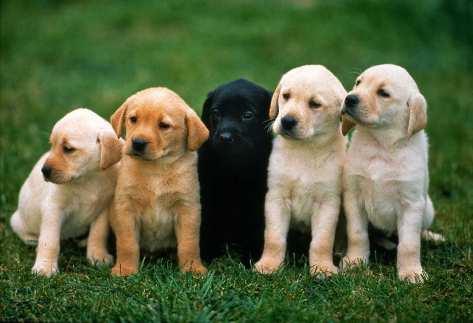 Cute All Puppies Wallpaper Picture #1441 Wallpaper | High ...