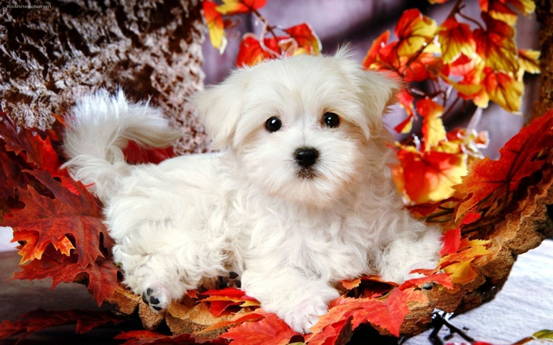 Hd cute puppies backgrounds