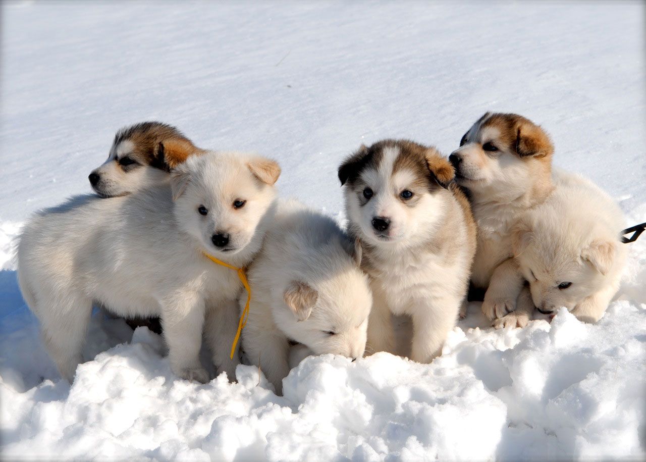 Puppies hd wallpapers Page 2 | High Resolution Wallarthd.com