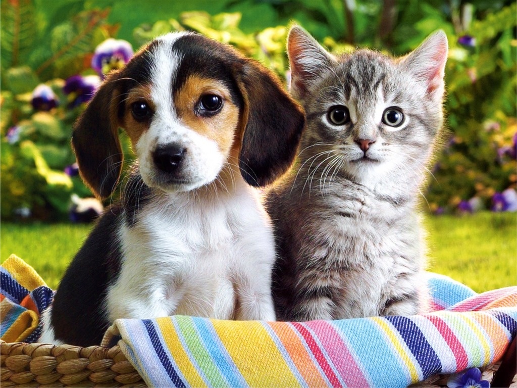 hd-cute-puppies-and-kittens-wallpaper -