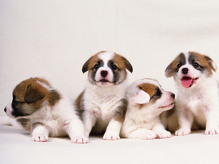 ko839uwav: cute puppies wallpaper