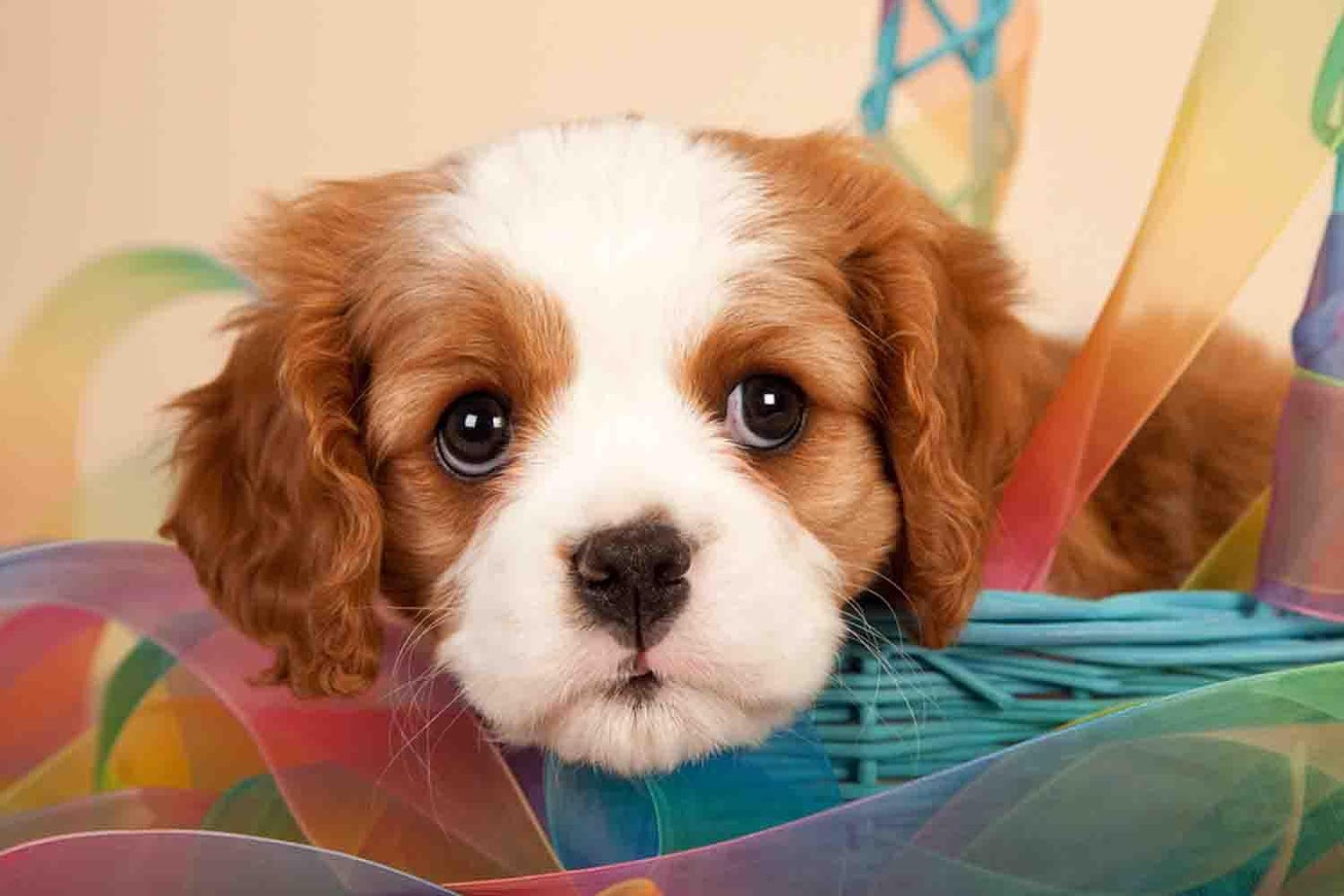 Cute Puppy Backgrounds - Android Apps on Google Play