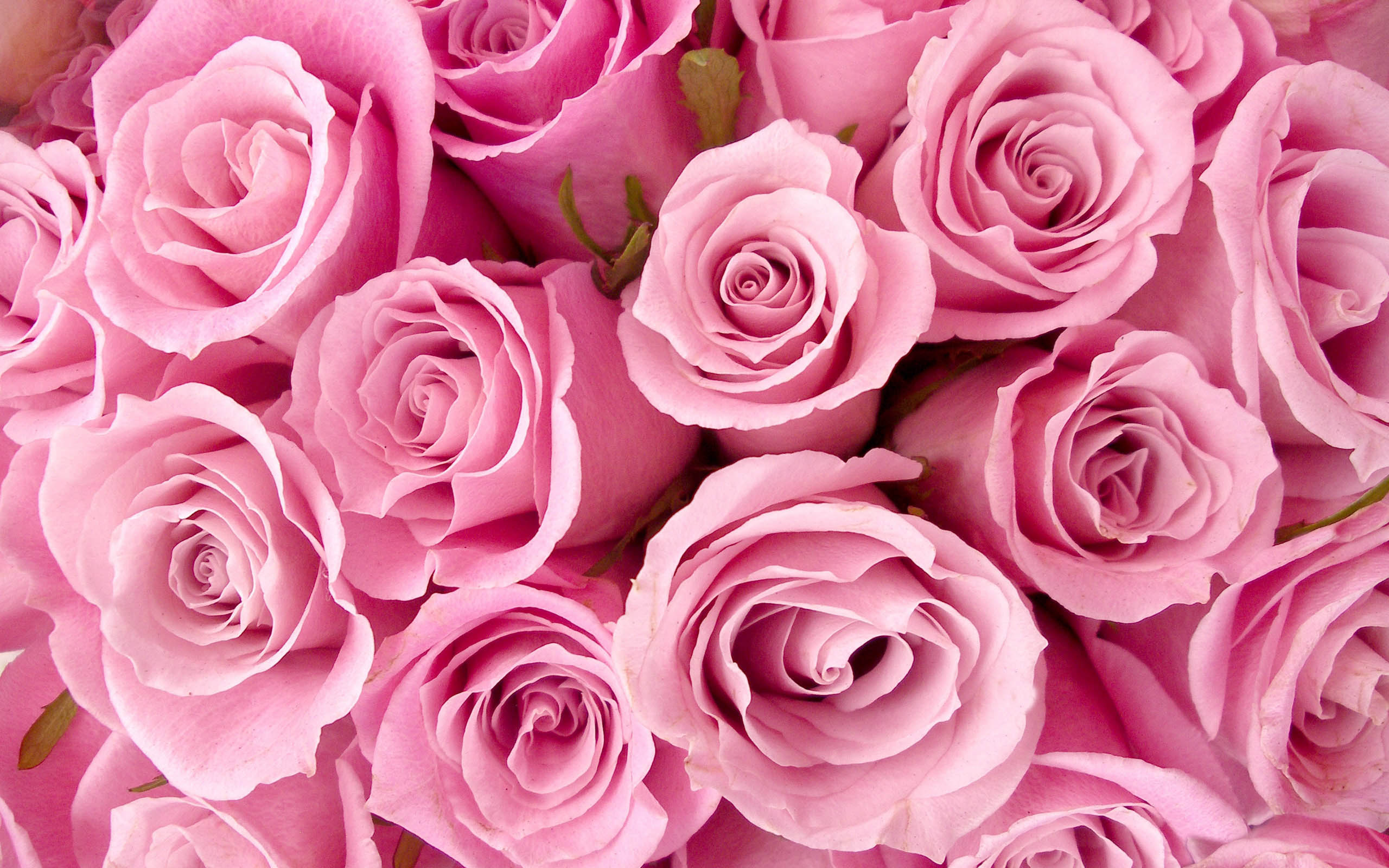 Pink Roses HD Wallpapers Free Download