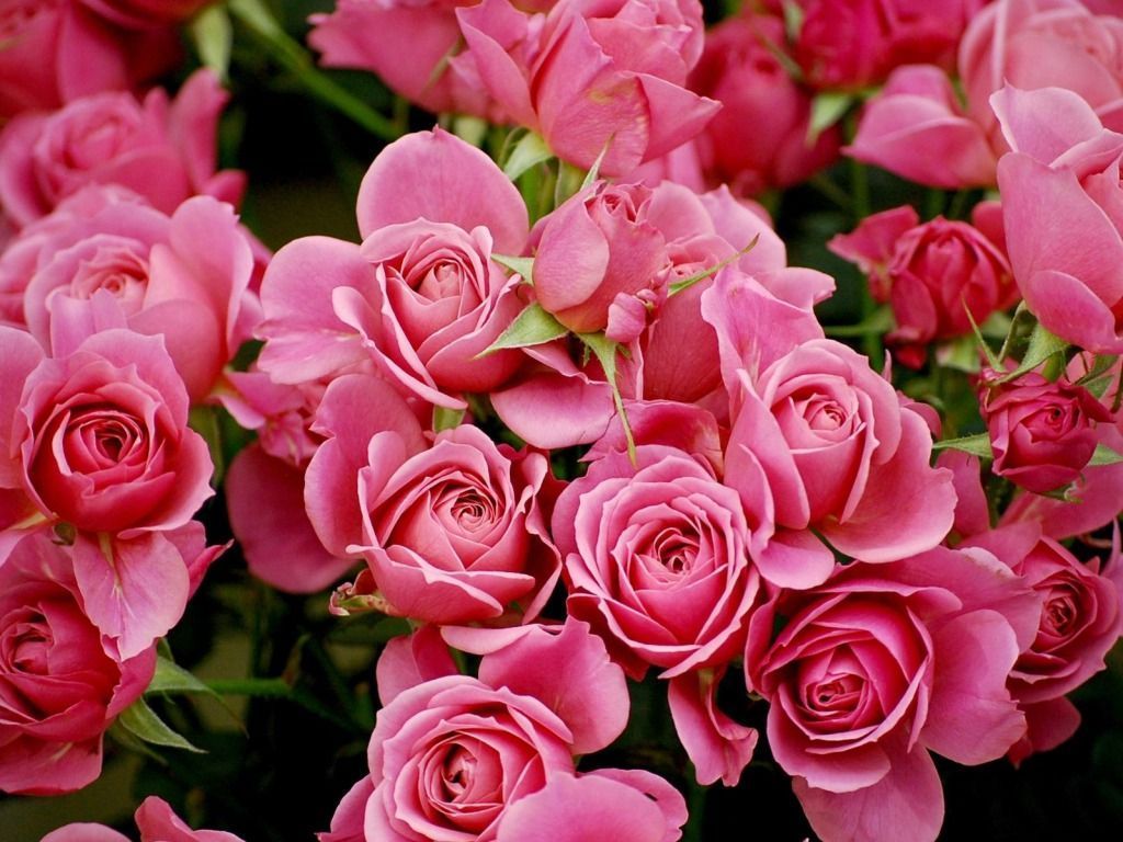 Pink Rose Wallpapers HD Pictures | Flowers | One HD Wallpaper ...
