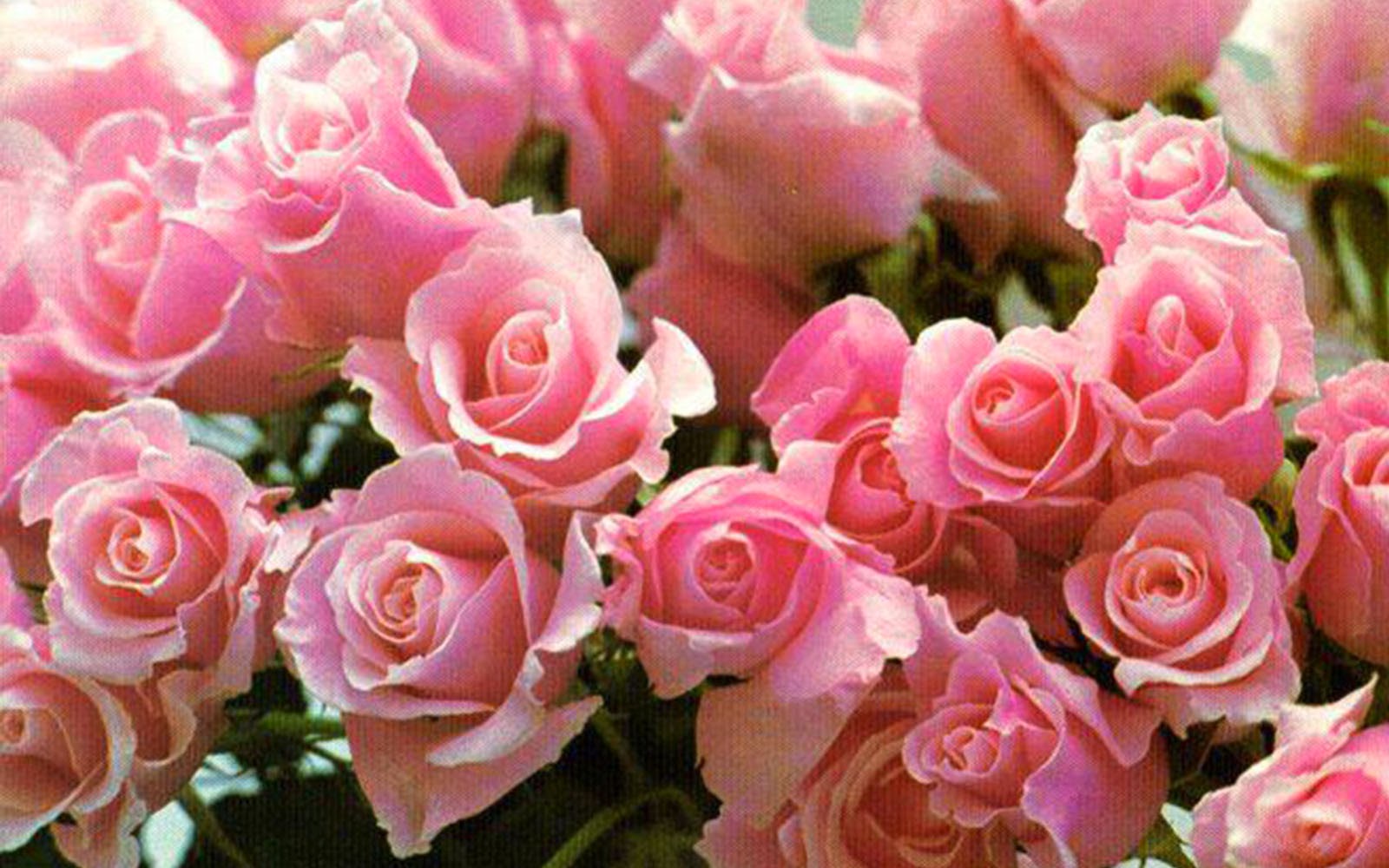 Wallpapers Pink Rose Bouquet Backgrounds