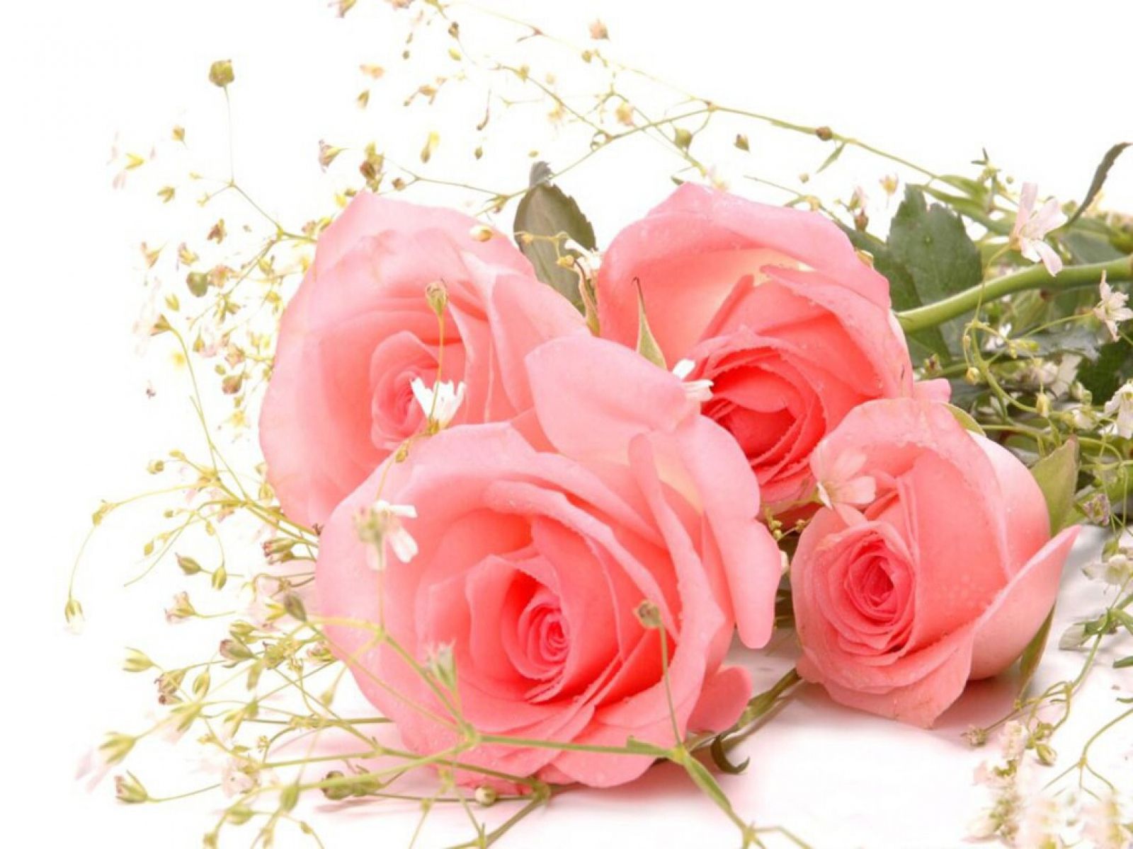 Pink rose flower desktop image Daily pics update HD Wallpapers