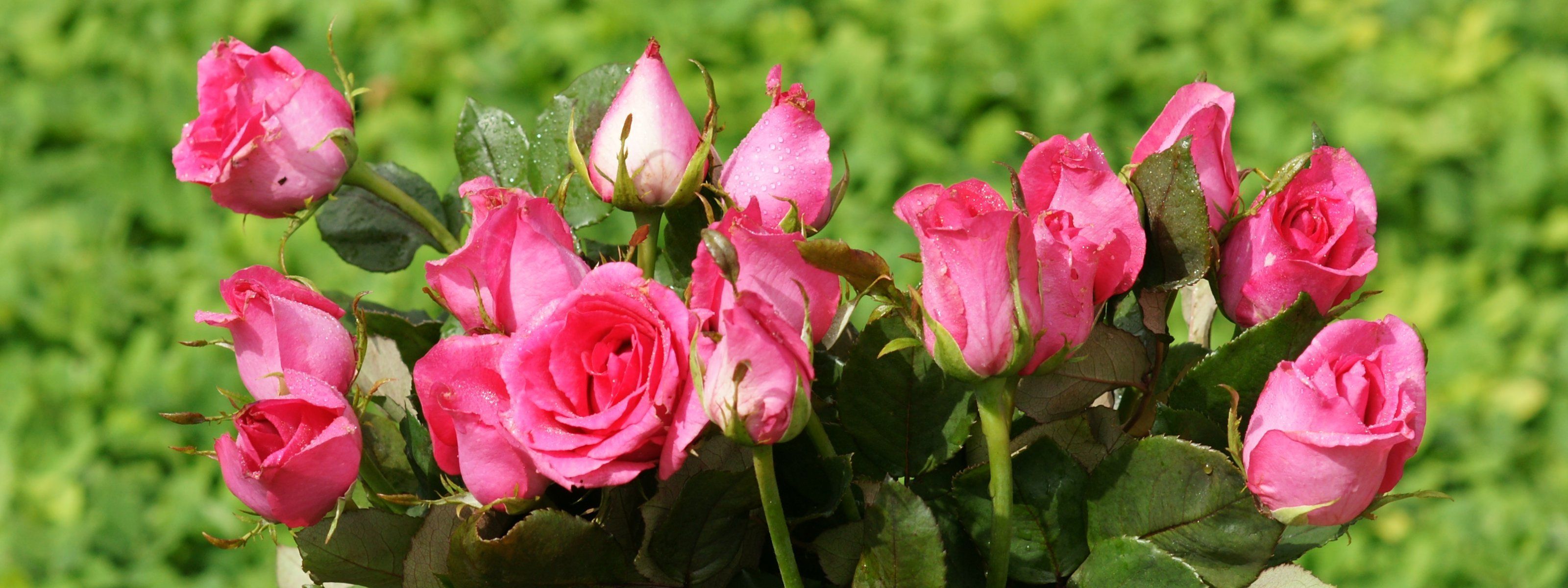 pink-roses-dsc03125-dwp.jpg