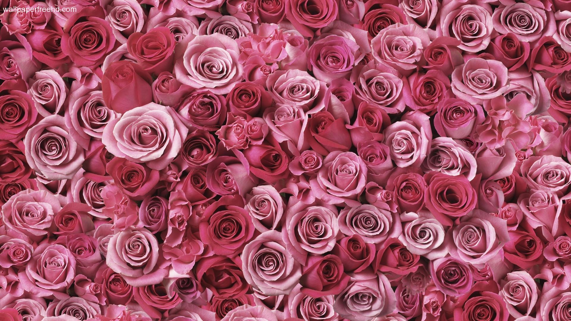 Pink roses free hd desktop backgrounds