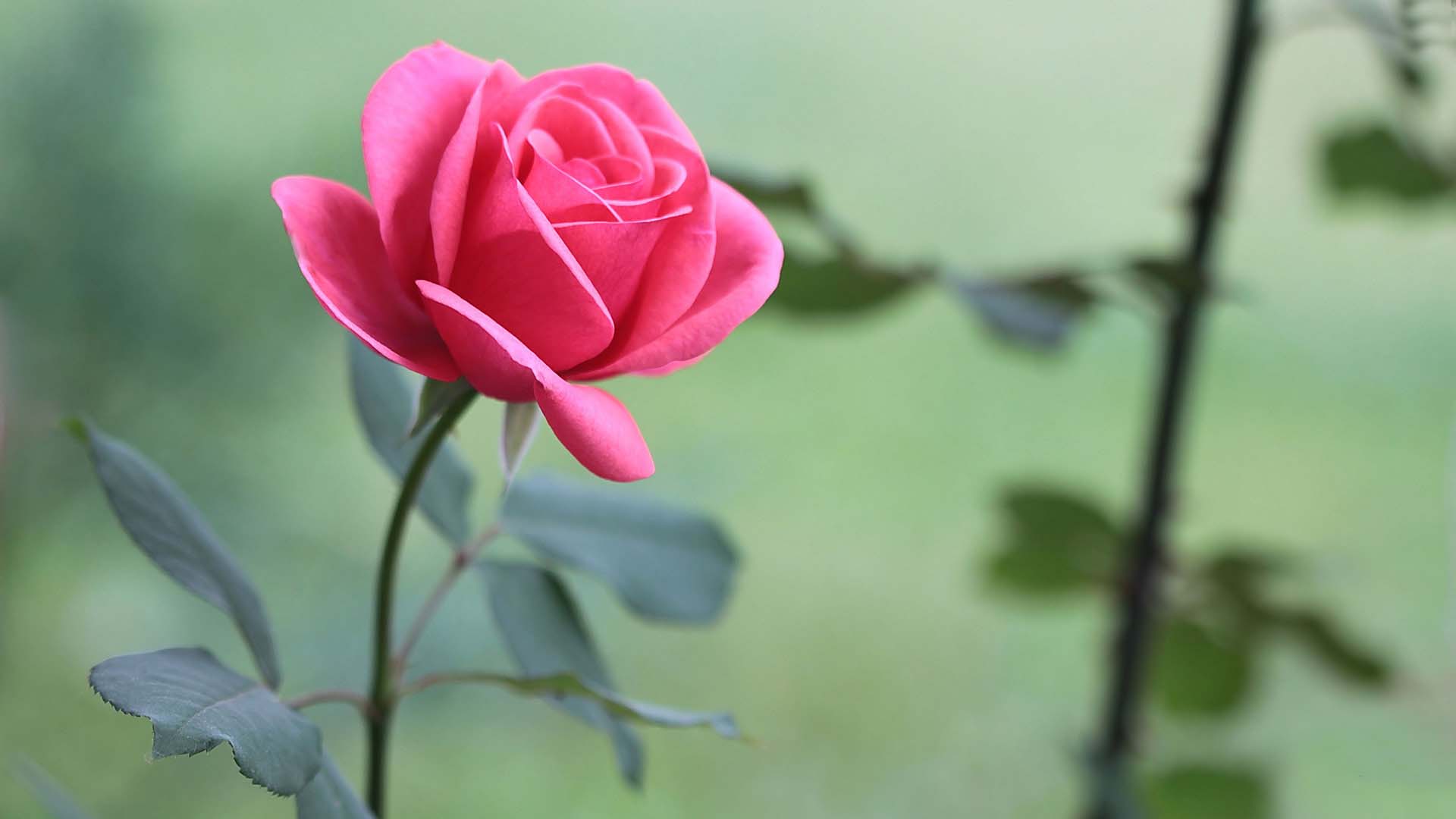 pink rose flower free desktop wallpaper | Daily pics update | HD ...