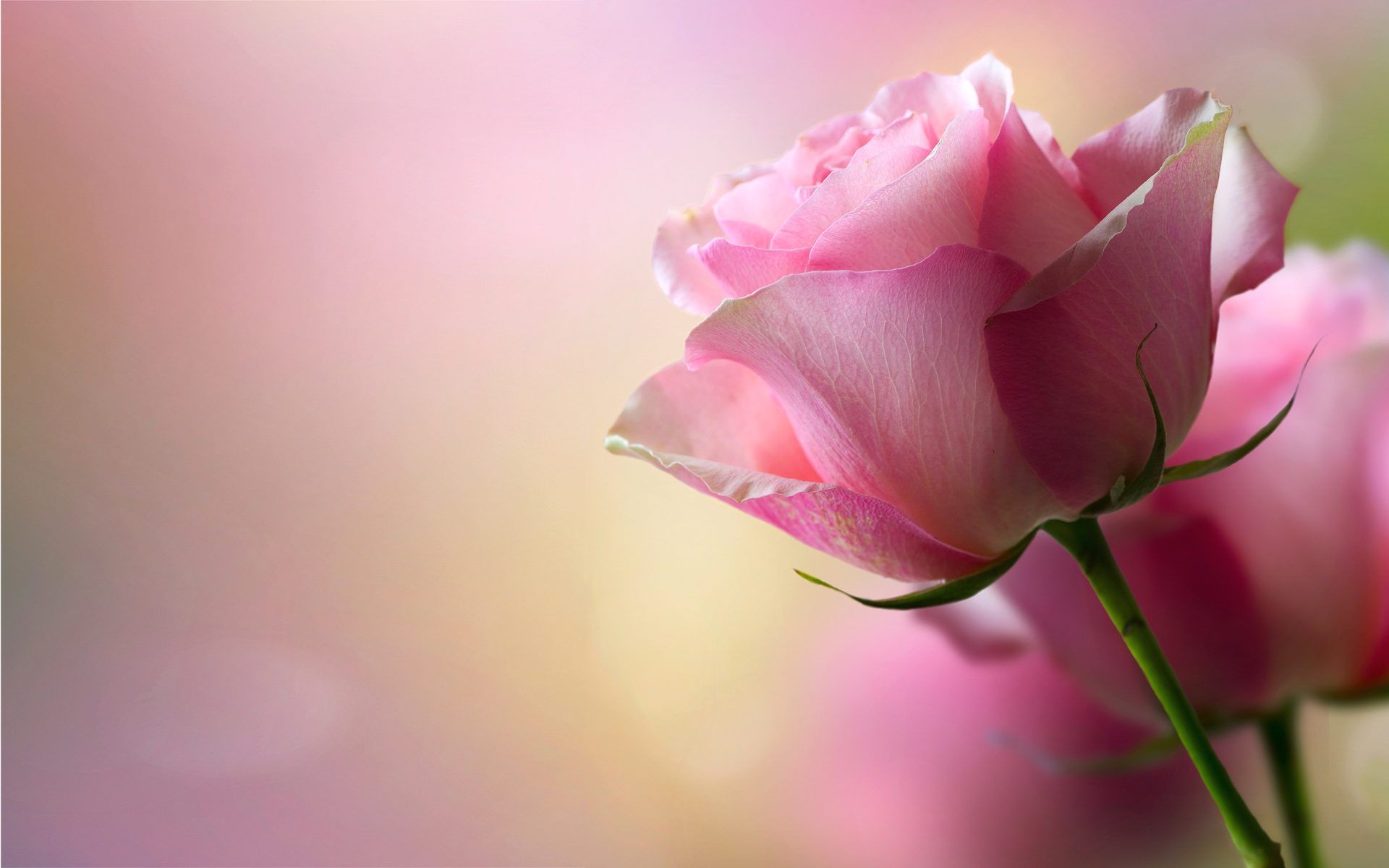 Beautiful Pink Rose HD Backgrounds