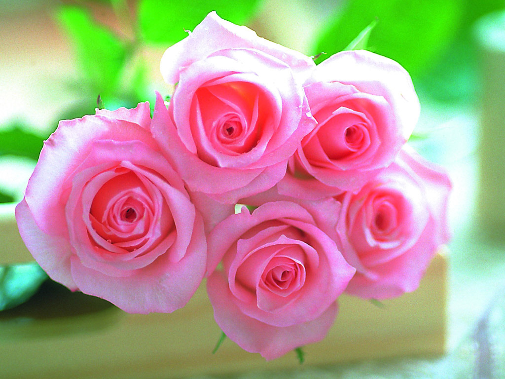 Pink roses wallpaper 1024768 15873 pink flowers wallpapers Free