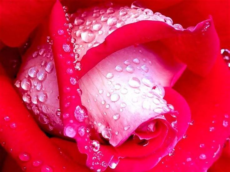 glitter pics of roses | Large Pink Rose Wallpaper | Large Pink ...