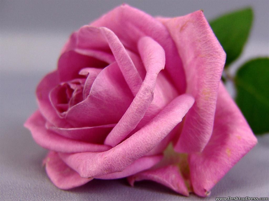 Desktop Wallpapers » Flowers Backgrounds » Pink Rose » www ...