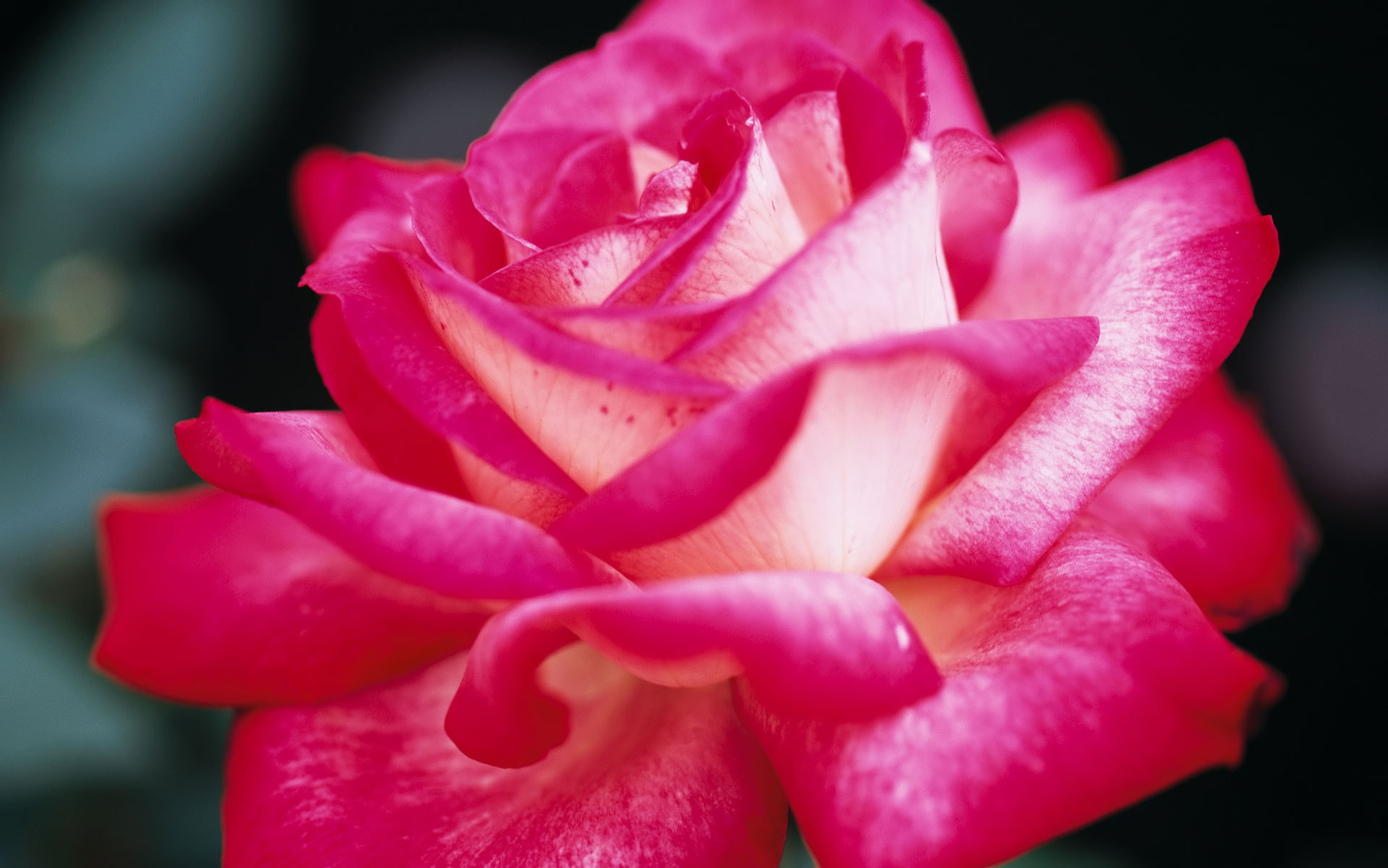 Images Of Pink Roses - Desktop Backgrounds