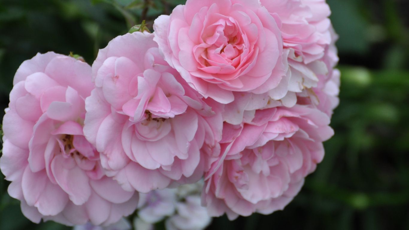 Beautiful pink rose desktop background | Daily pics update | HD ...
