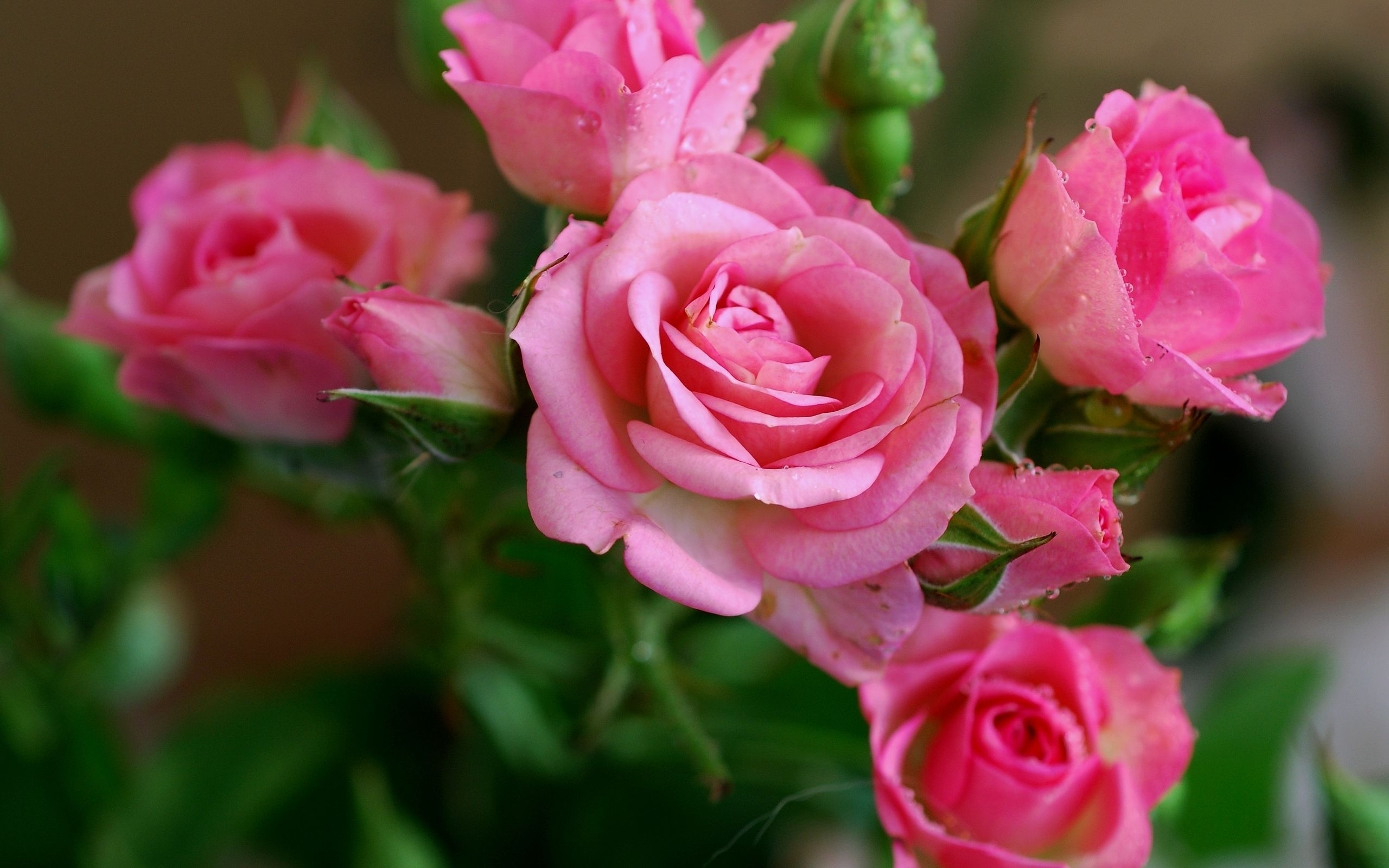 Pink roses desktop wallpaper 15310