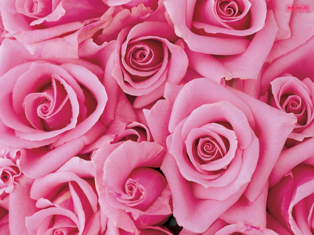 Beautiful pink roses pictures - Pink Wallpaper Designs