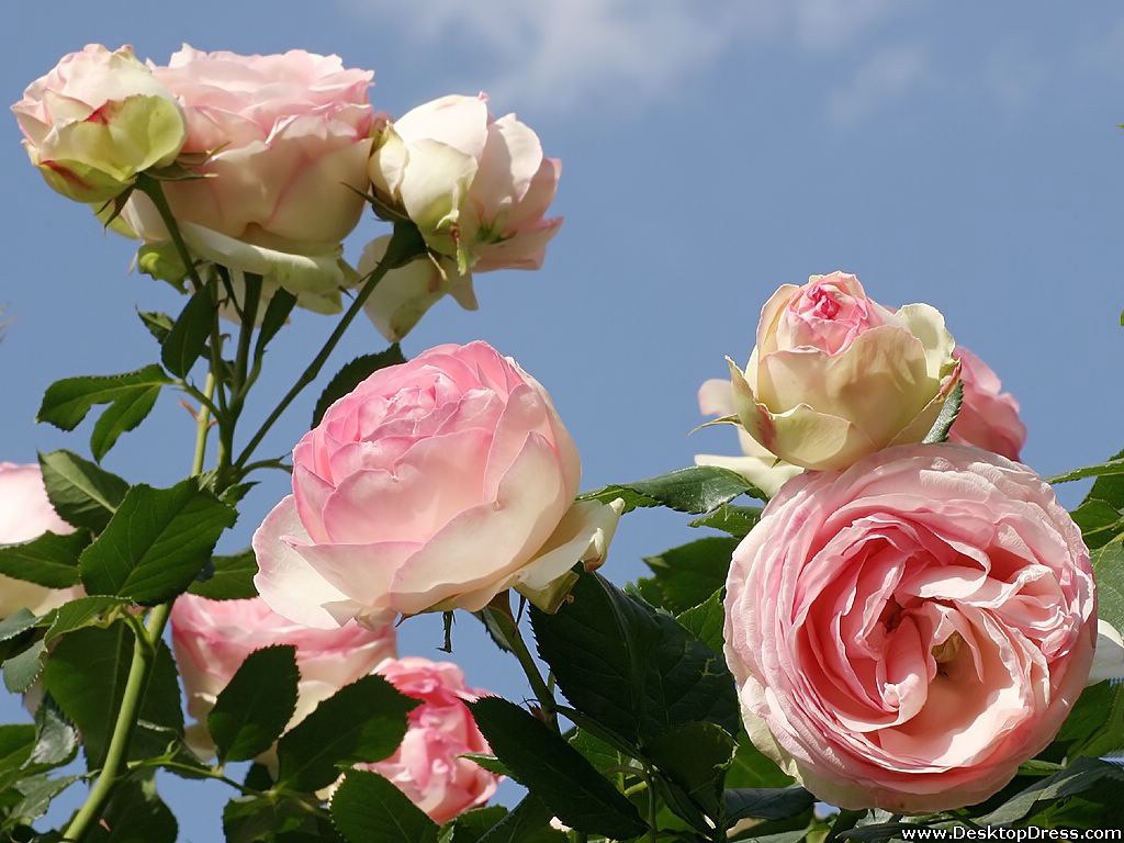 Desktop Wallpapers » Flowers Backgrounds » Light Pink Roses » www ...