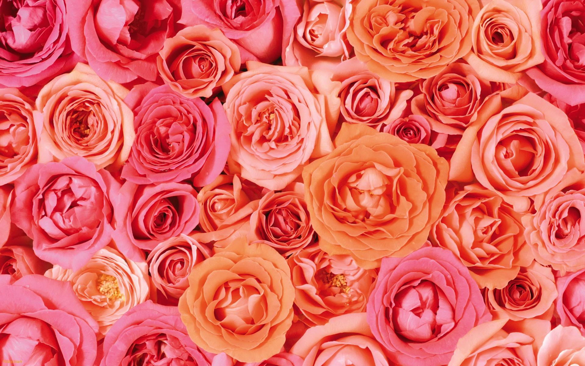 Rose Flower Wallpaper High Definition #254 Wallpaper ...