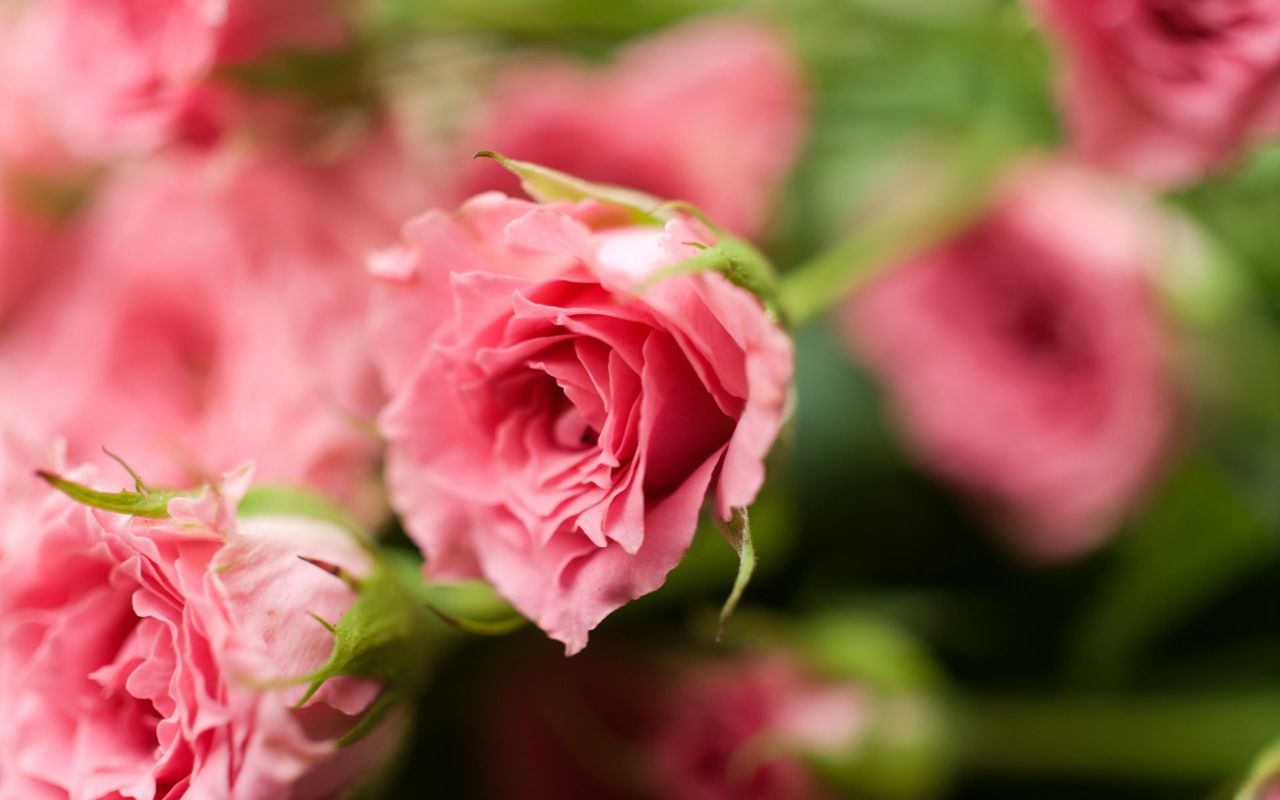 Beautiful pink roses Wallpaper 27059