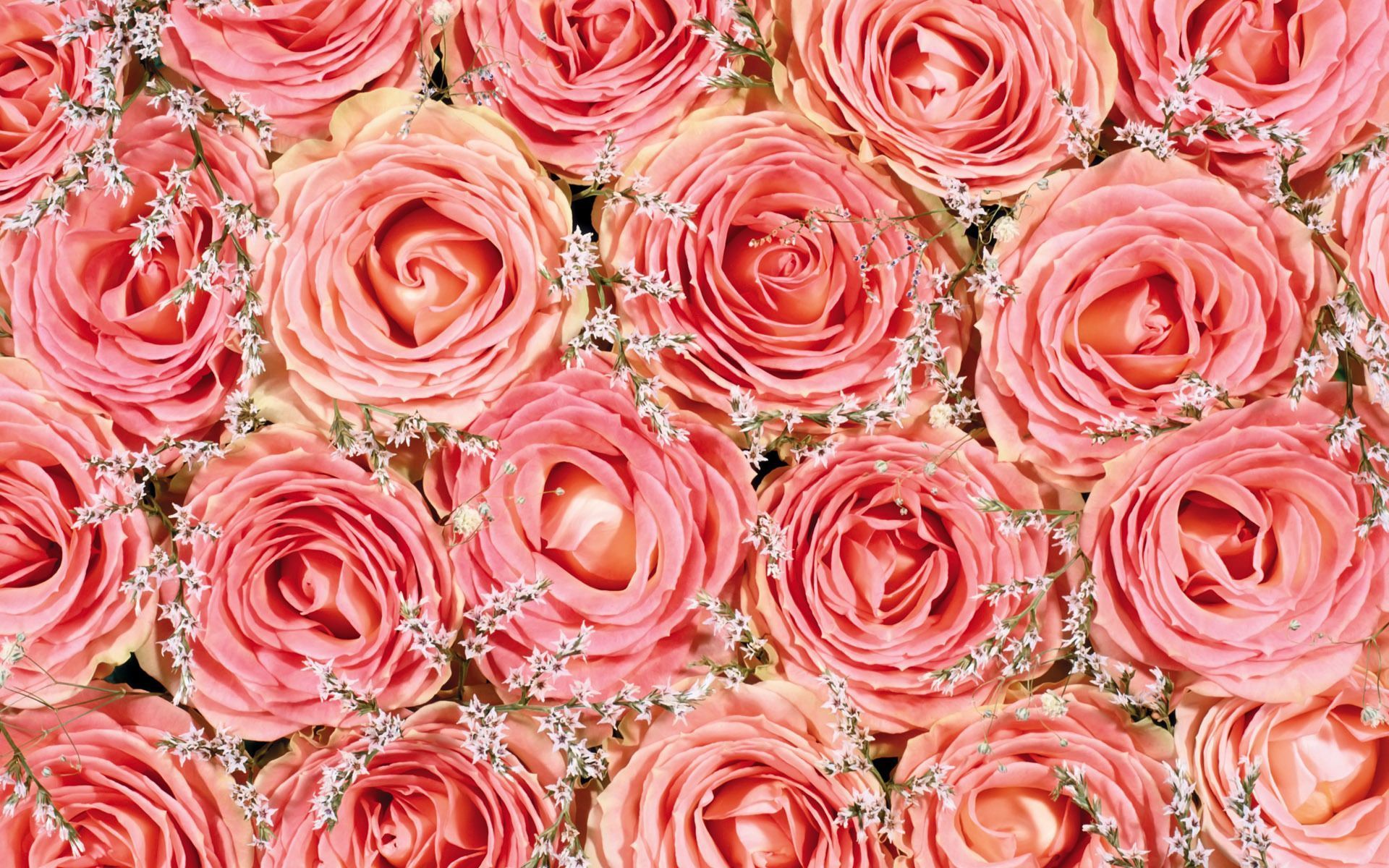 Pink roses Wallpaper 25282