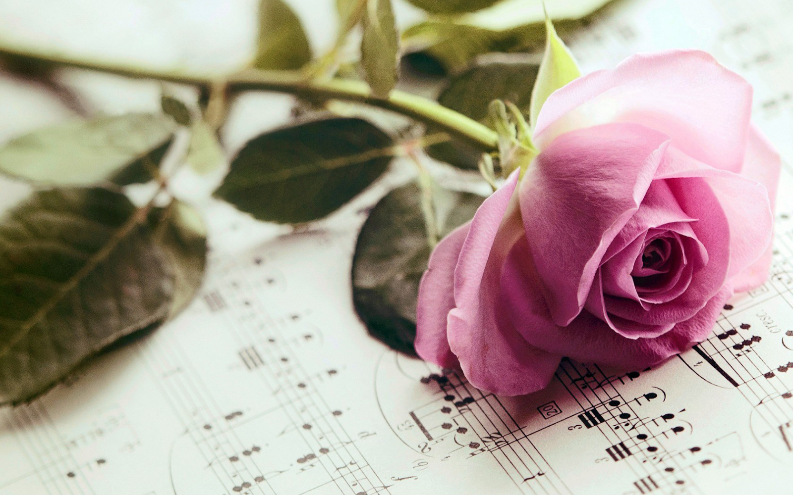 Pink Rose Flower on Musical Paper Notes HD Wallpaper | HD Desktop ...