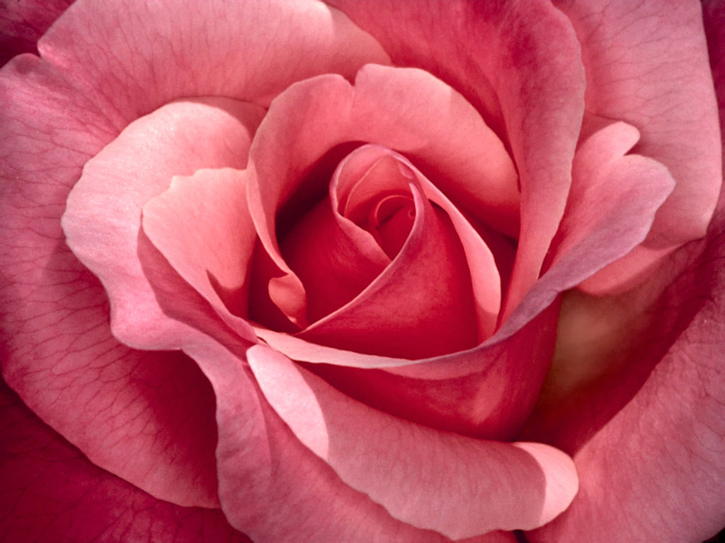 Pink Rose Wallpapers | HD Wallpapers Pulse