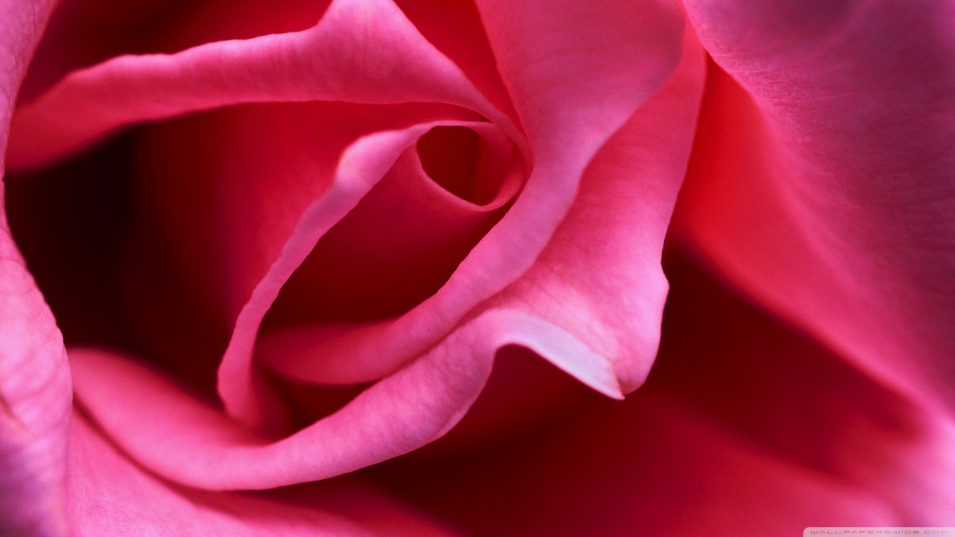 Hot-pink-rose-close-up-hd-desktop-wallpaper-high-definition | Amor ...