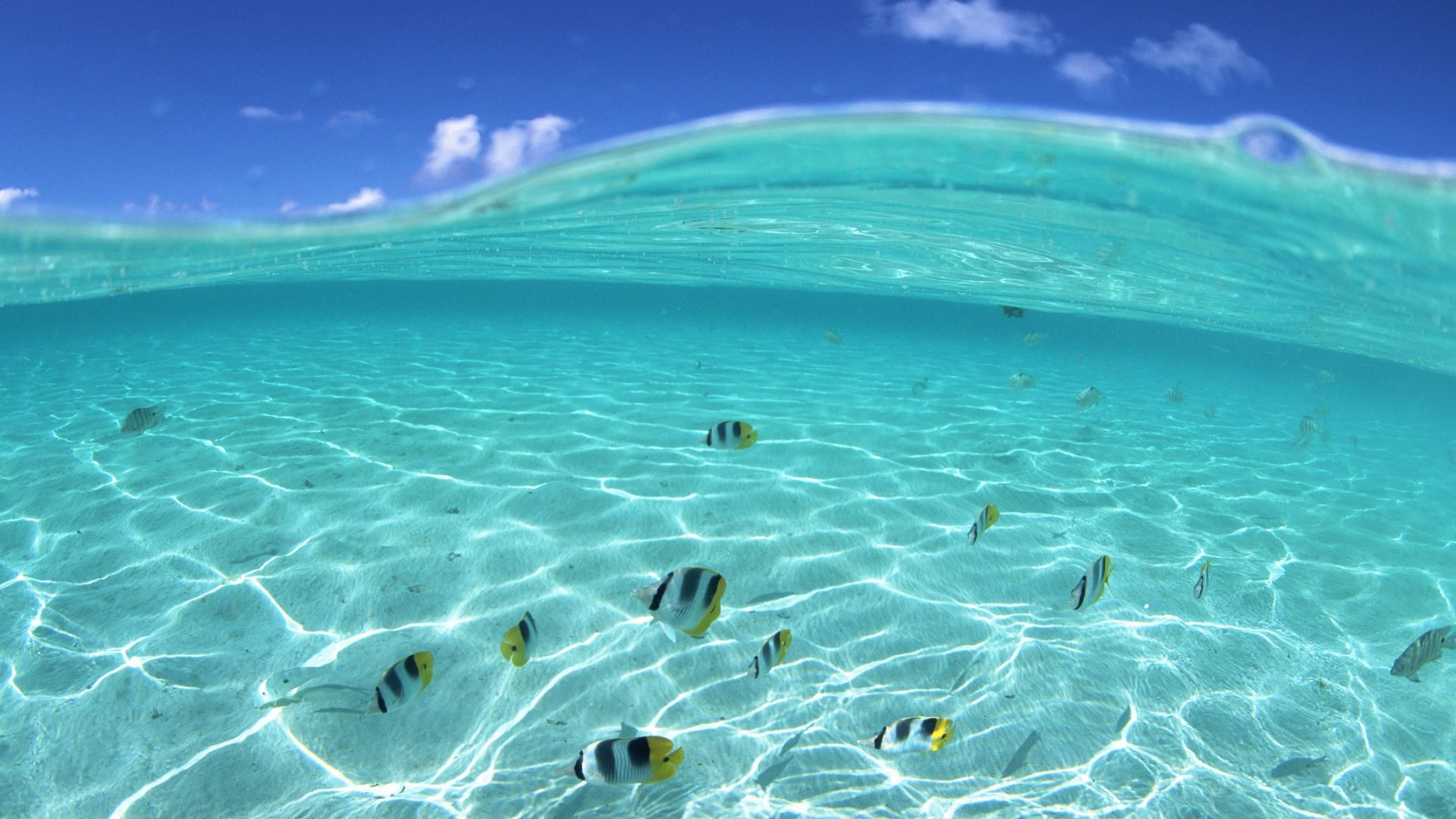 Wallpapers Underwater Fish In Hawaii Resolution Free 1920x1080