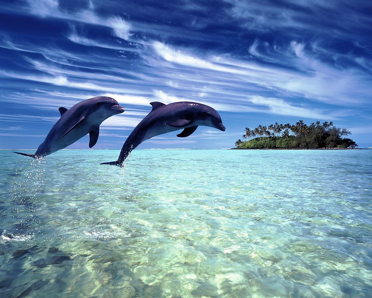 Download Beautiful Of Hawaii Dolphin Free Wallpaper Full HD