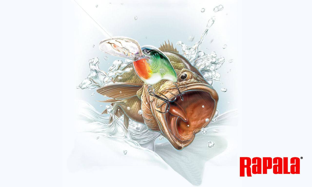 Fish rapala wallpaper - (#8221) - High Quality and Resolution ...