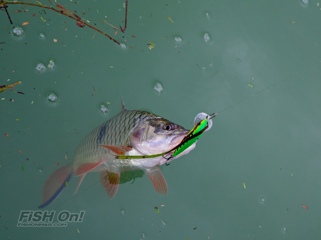 The Krasoob Sebarau of Khao Laem Lake Part 2 - Fish