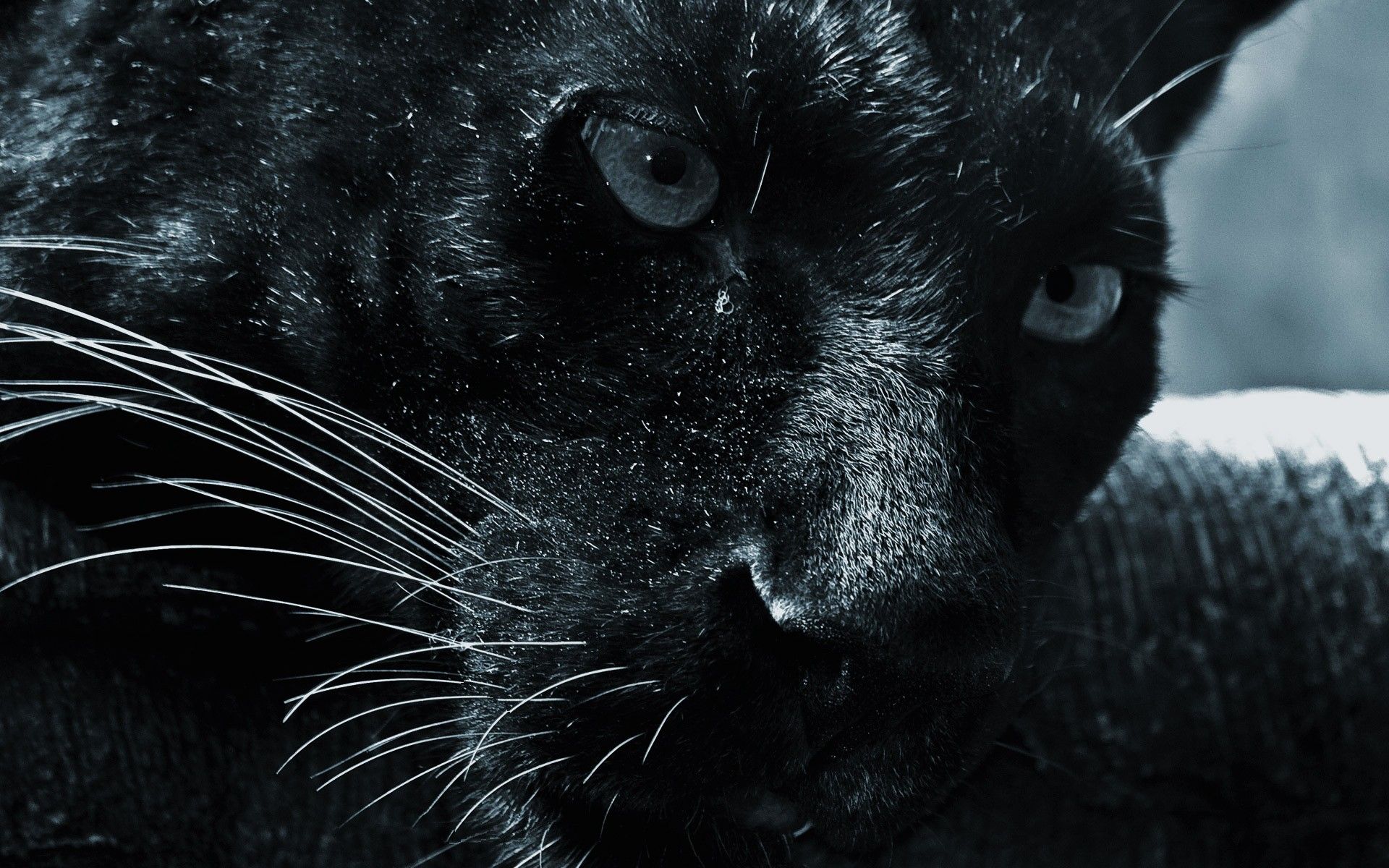 Gallery for - black jaguar wallpaper desktop