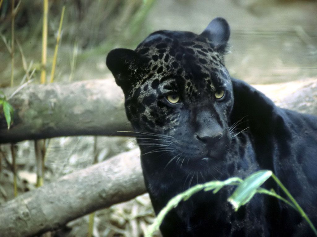 Jaguar Pictures - Wild Jaguar Predator Animal Pictures
