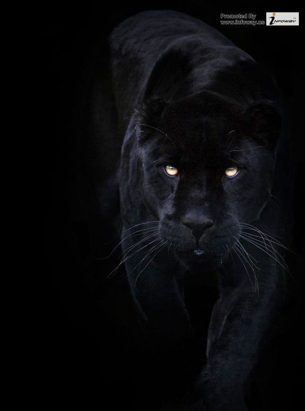 Black Jaguar Hunting - Photo 25 of 311 phombo.com