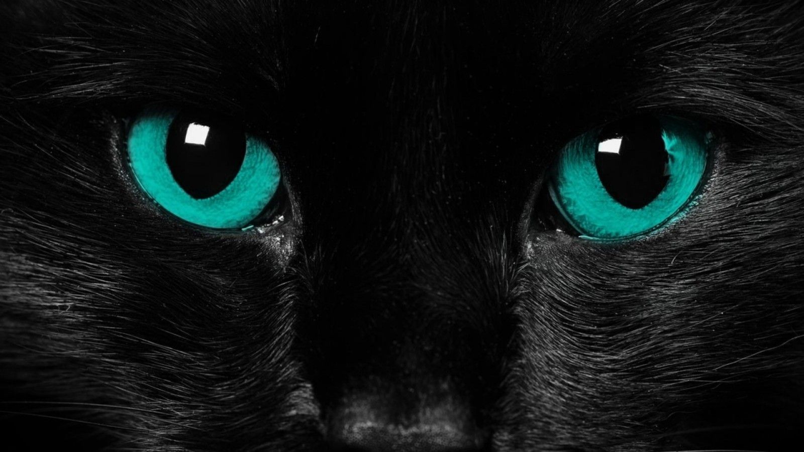 Images Of Black Cat - Wallpapers HD Fine