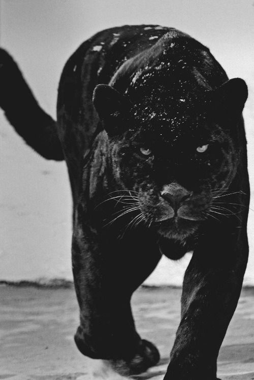 BLACK PANTHERS on Pinterest | Panthers, Black Jaguar and Big Cats