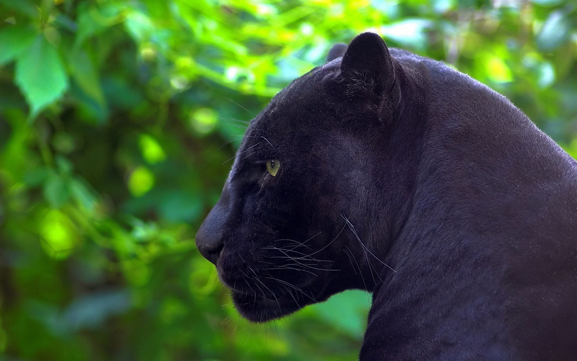 Jaguar black panther Wallpapers Pictures