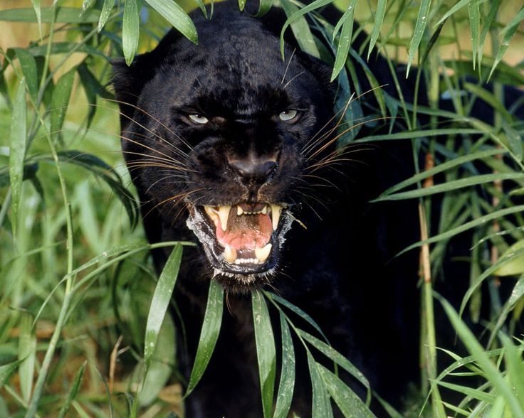 Desktop Wallpaper · Gallery · Animals · Black Panther A melanistic ...