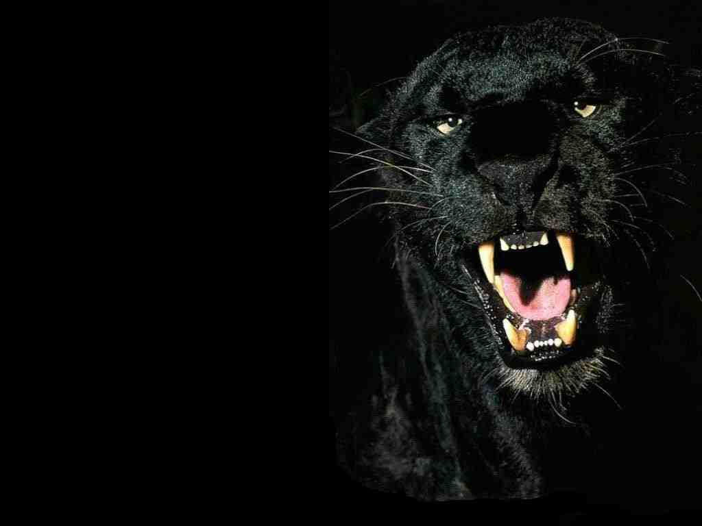 Panther sighting reported in Louisiana coyote sightings reported