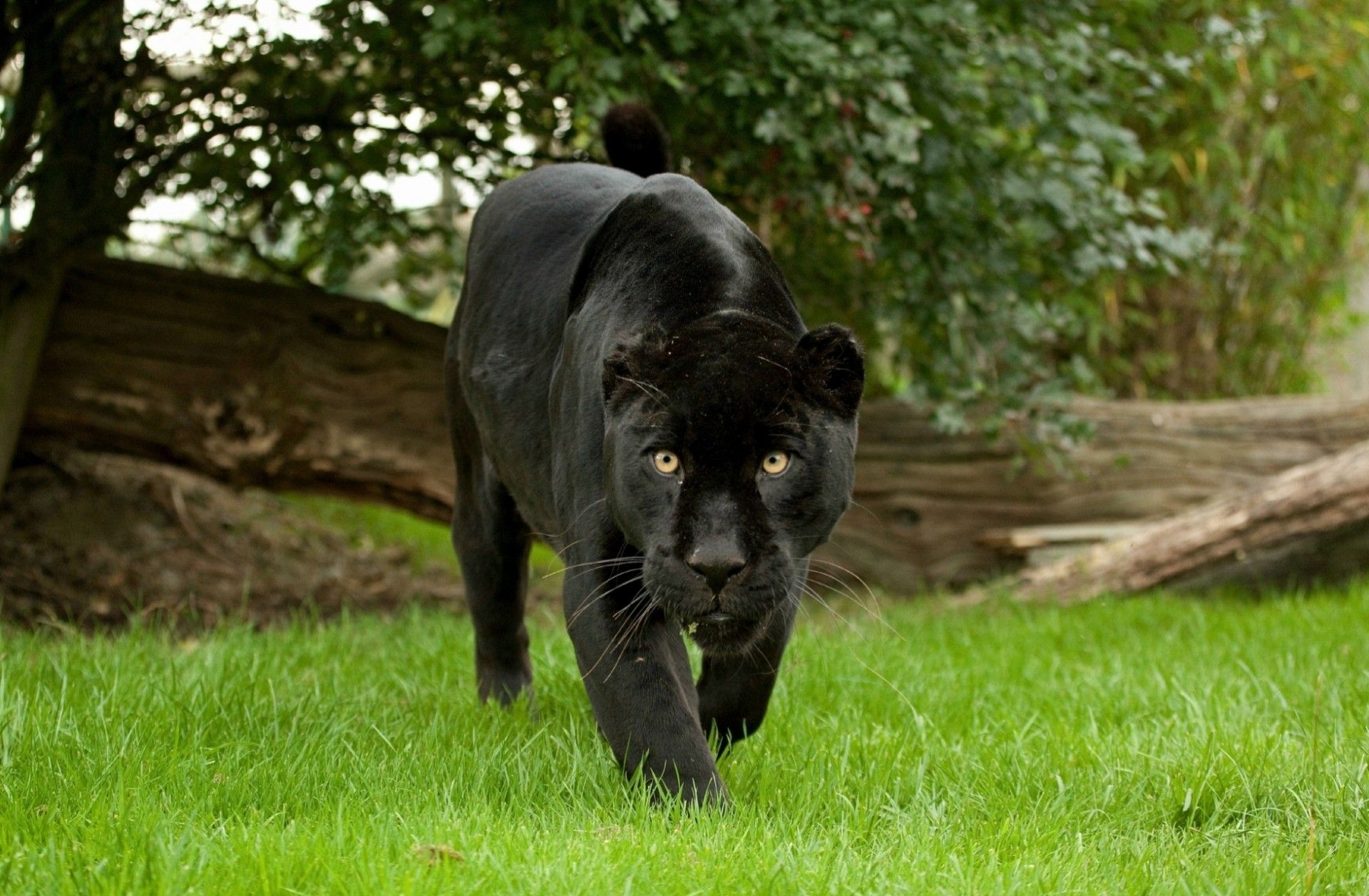 Wild cat jaguar panther teeth black jaguar HD wallpaper