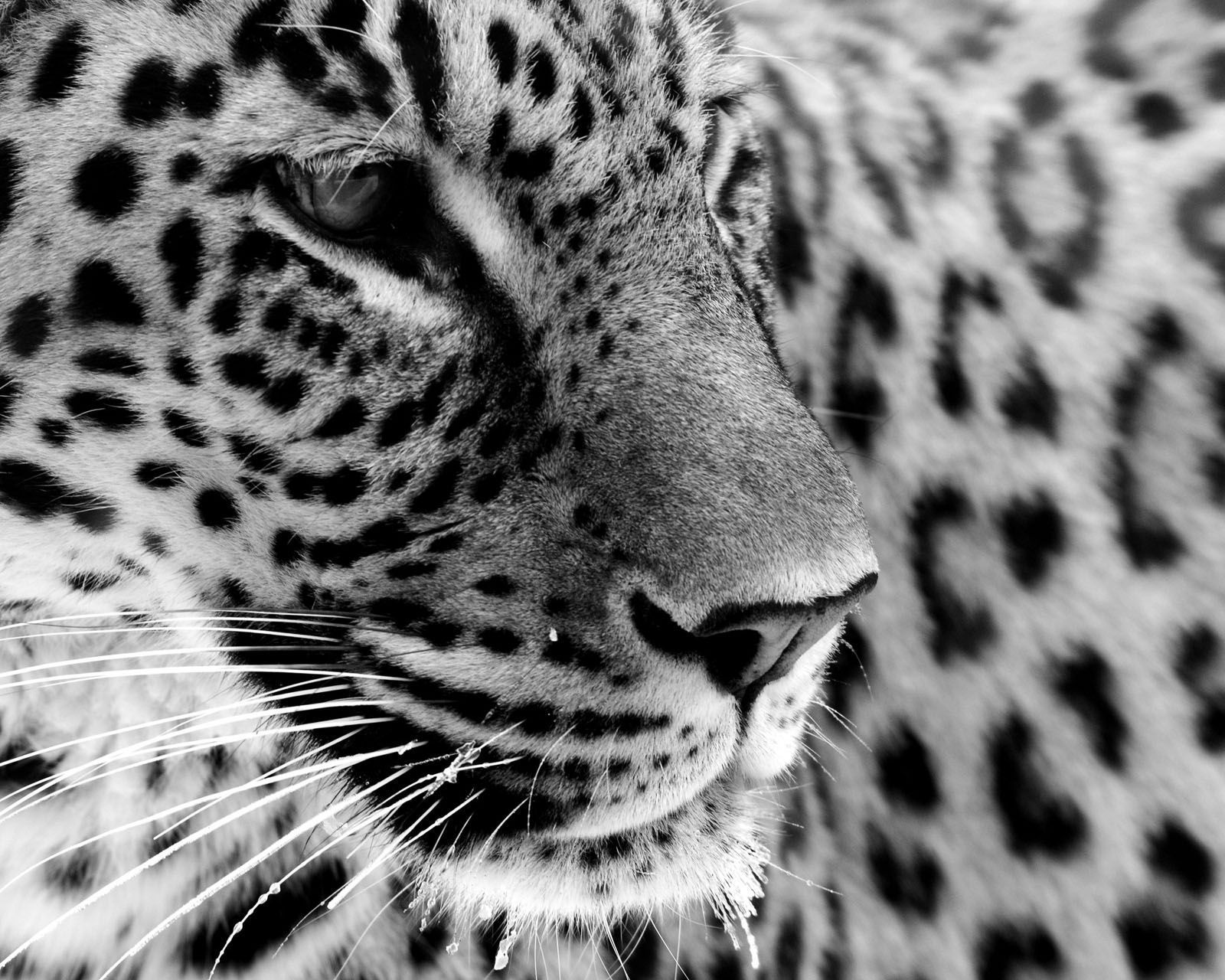 Jaguar Animal Black And White