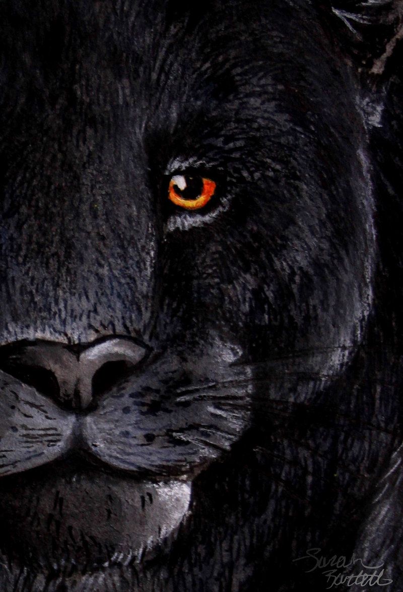 Black Jaguar Eyes by NaturePunk on DeviantArt