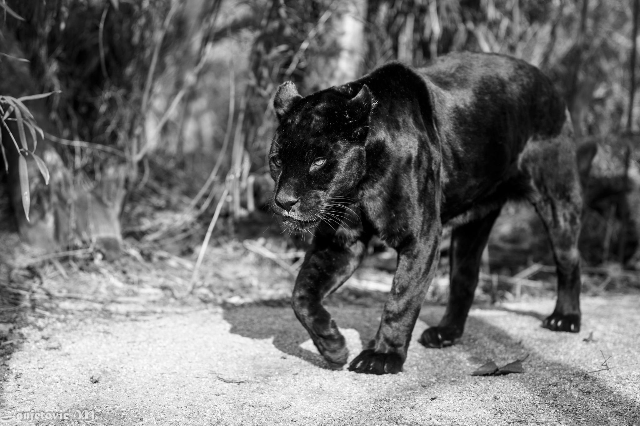 Jaguar Panther Wild Cat Predator Walk hd wallpaper #90499