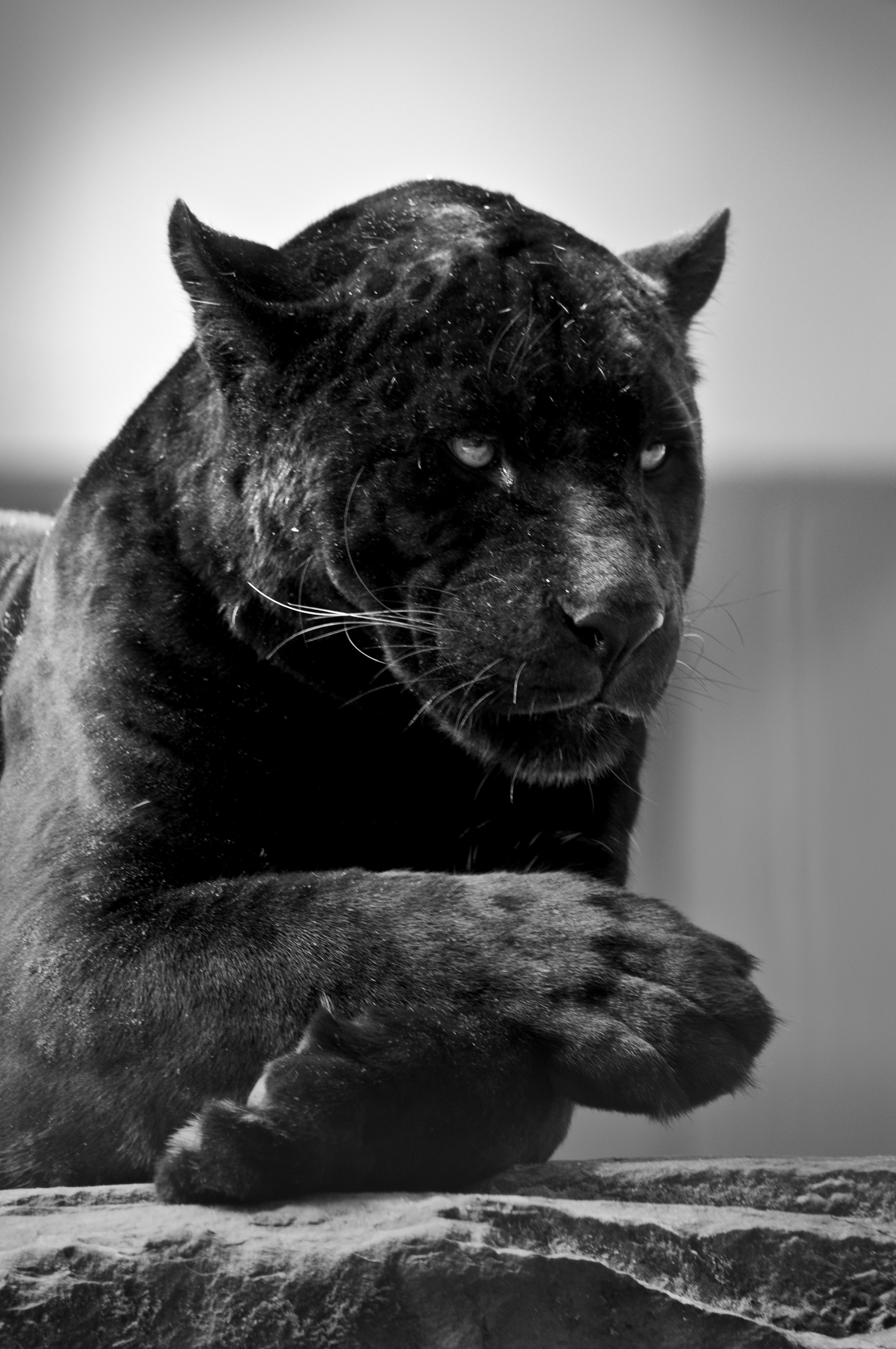 Black jaguar 001 by Constant-Wegman on DeviantArt