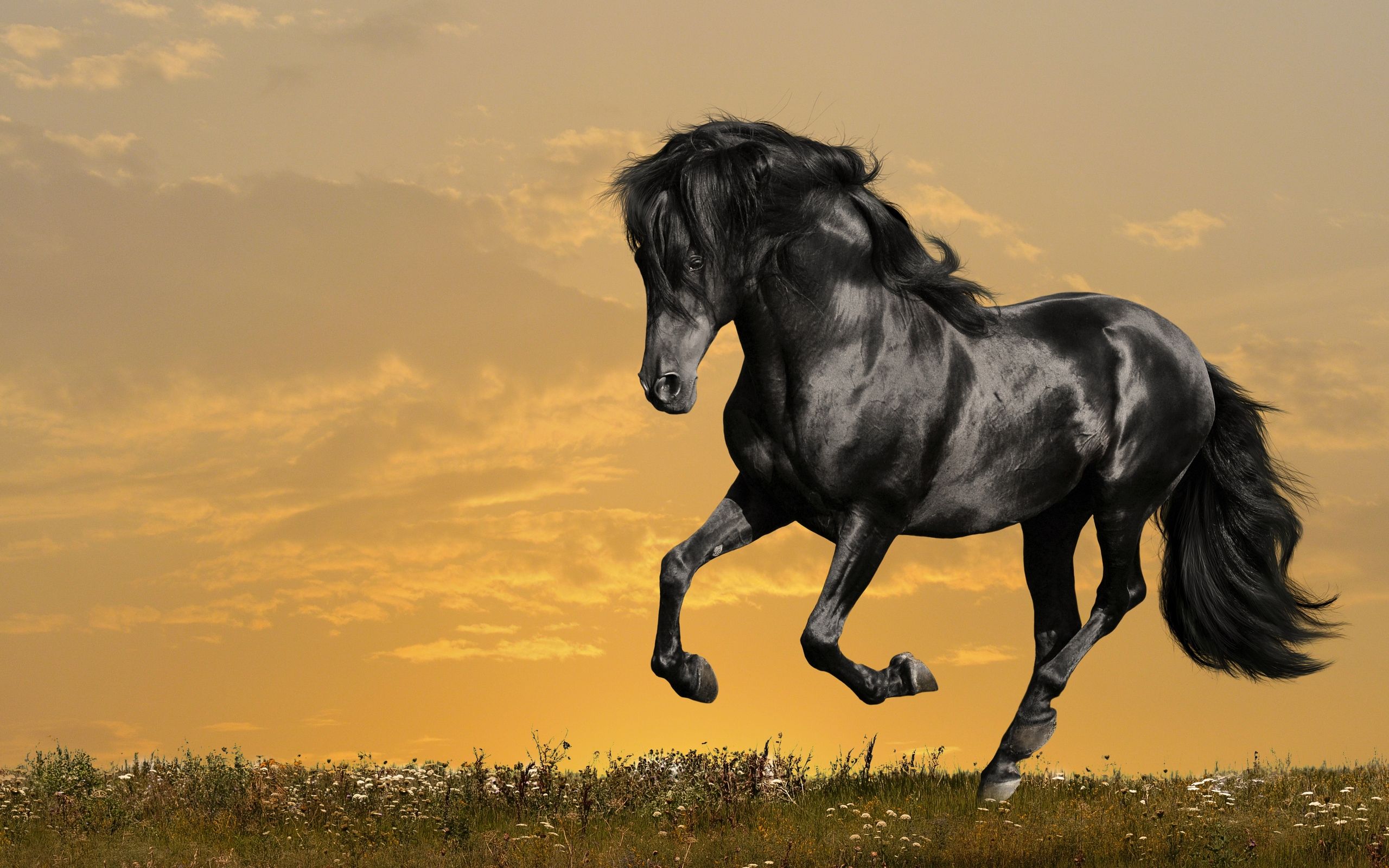 Featured image of post Desktop Full Hd Horse Wallpaper - You can download and install the wallpaper as well as use it for your desktop computer pc.