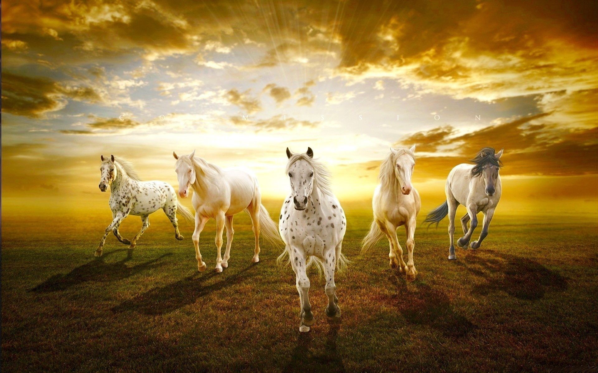 Horse Wallpapers Group (92+)